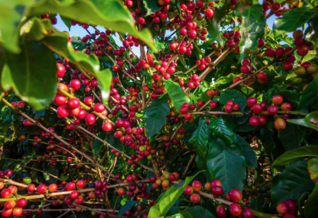 Picture-COFFEE-